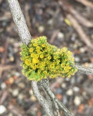 Teloschistes chrysophthalmus