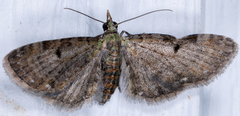 Eupithecia miserulata