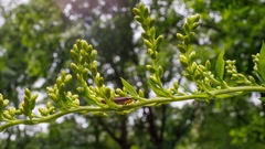 Graphocephala coccinea