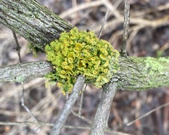 Teloschistes chrysophthalmus