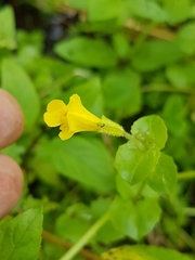 Erythranthe michiganensis