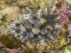Dendrodoris tuberculosa
