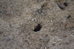 Dasymutilla occidentalis