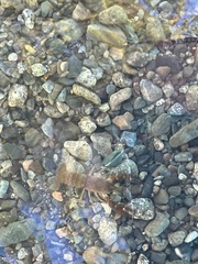 Pacifastacus leniusculus