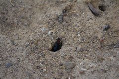 Dasymutilla occidentalis