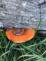 Trametes cinnabarina