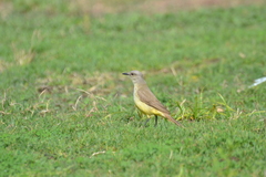 Machetornis rixosa