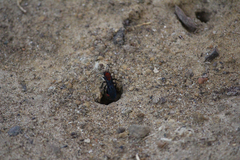 Dasymutilla occidentalis