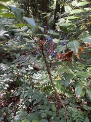 Berberis nervosa