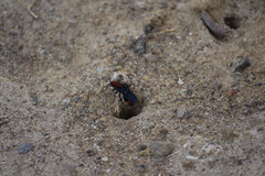 Dasymutilla occidentalis