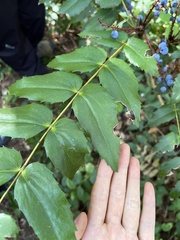 Berberis nervosa