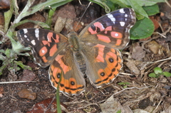 Vanessa braziliensis
