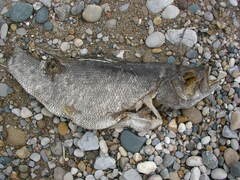 Micropterus dolomieu