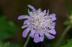 Knautia