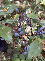Berberis nervosa