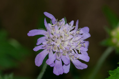 Knautia