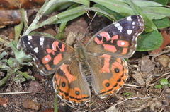 Vanessa braziliensis