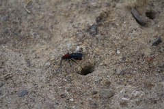 Dasymutilla occidentalis
