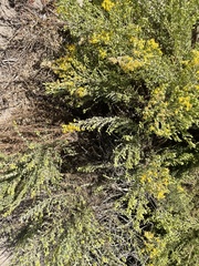 Ericameria ericoides