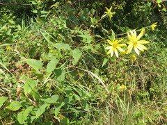 Helianthus decapetalus