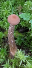 Laccaria ochropurpurea