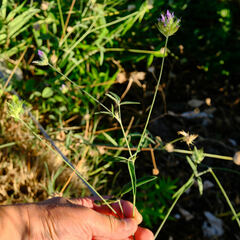 Bituminaria bituminosa