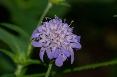 Knautia