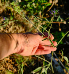 Bituminaria bituminosa