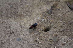Dasymutilla occidentalis