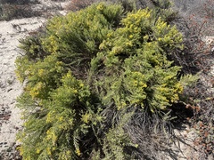 Ericameria ericoides