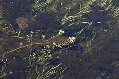Callitriche