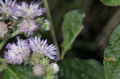 Cyrtocymura scorpioides