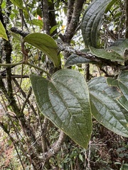 Smilax tomentosa