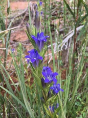 Gentiana affinis