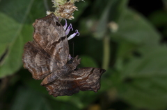 Helias phalaenoides