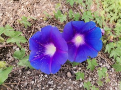 Ipomoea laeta