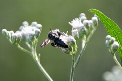 Myzinum obscurum
