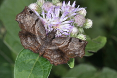 Helias phalaenoides