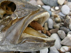 Micropterus dolomieu