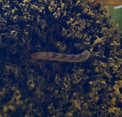 Eupithecia miserulata