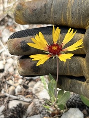 Gaillardia