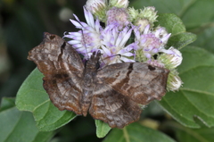 Helias phalaenoides