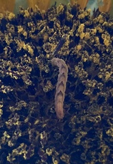 Eupithecia miserulata