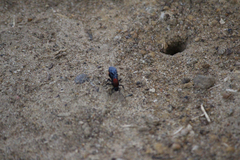 Dasymutilla occidentalis