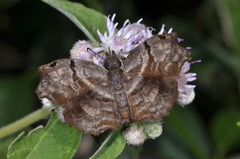Helias phalaenoides