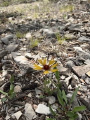 Gaillardia