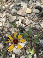 Gaillardia