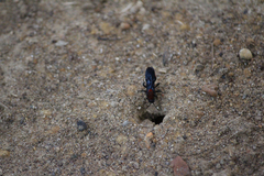 Dasymutilla occidentalis
