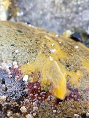 Halichondria panicea