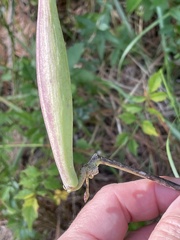 Asclepias viridiflora